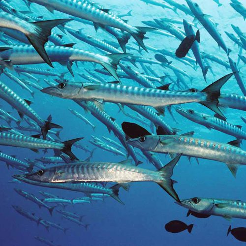 barracuda_11 barracuda_11