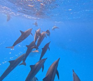 Lire la suite à propos de l’article Croisière Egypte !