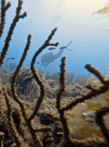 Lire la suite à propos de l’article 🌊 Week-end de Pentecôte au Cyprea – Trois jours, 7 tours, 95 plongées et une ambiance au top ! 🐟🍷